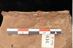 Foto (Detailsansicht) von Quercus palaeoilex Ettingshausen (NHMW-GEO-2024-0188-0919)